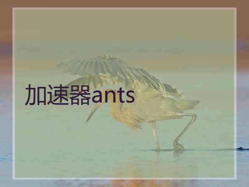 加速器ants